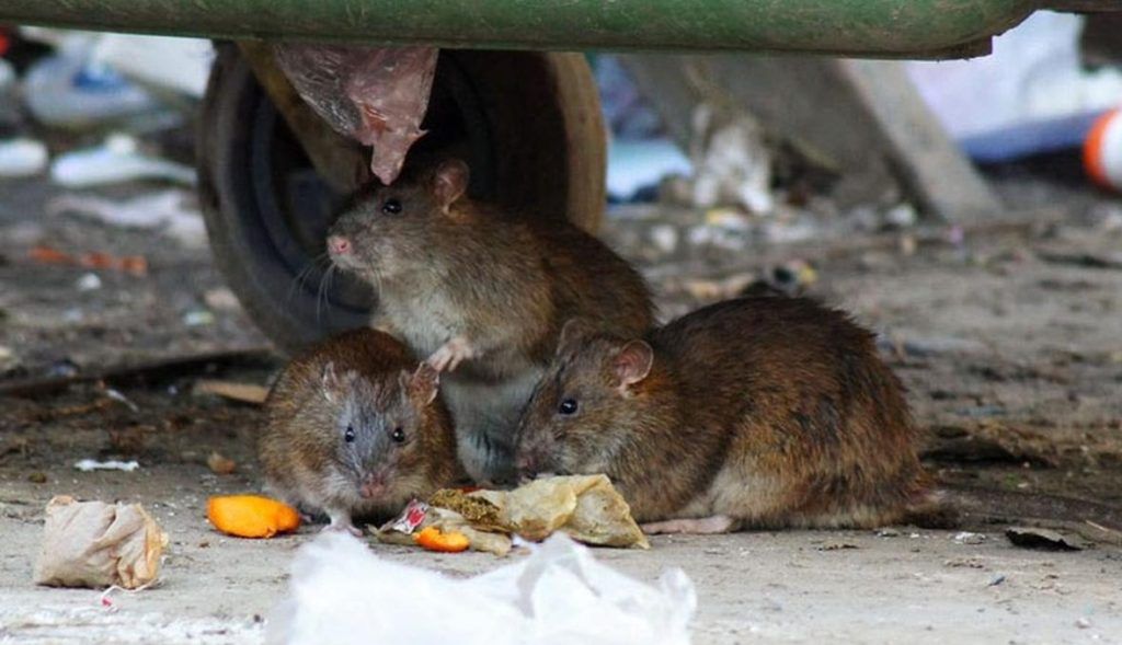 Травить грызунов крыс и мышей в Пензе