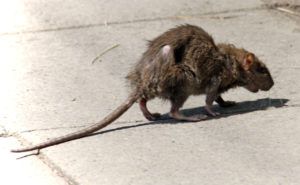 Фирма по уничтожению грызунов, крыс и мышей в Пензе