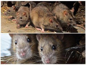 Травить грызунов крыс и мышей в Пензе