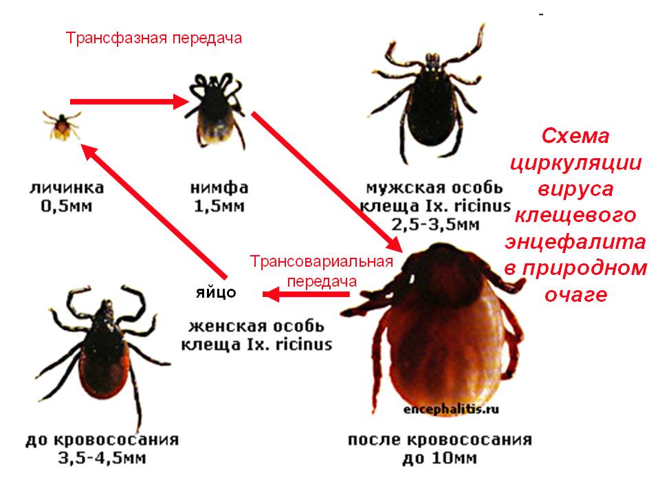 Дезинфекция от клещей на участке. Цены на дезинфекцию