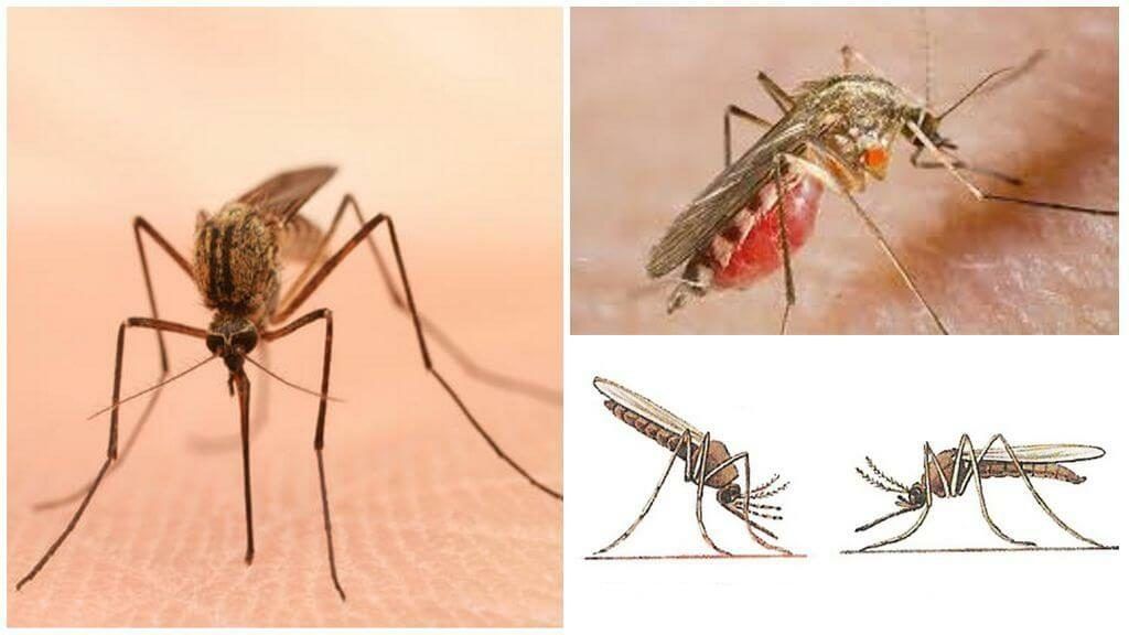 Уничтожение комаров в Пензе