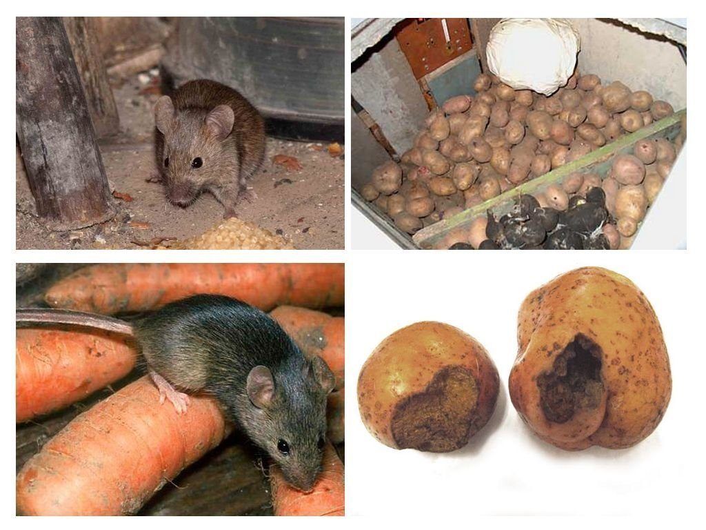 Обработка от грызунов крыс и мышей в Пензе