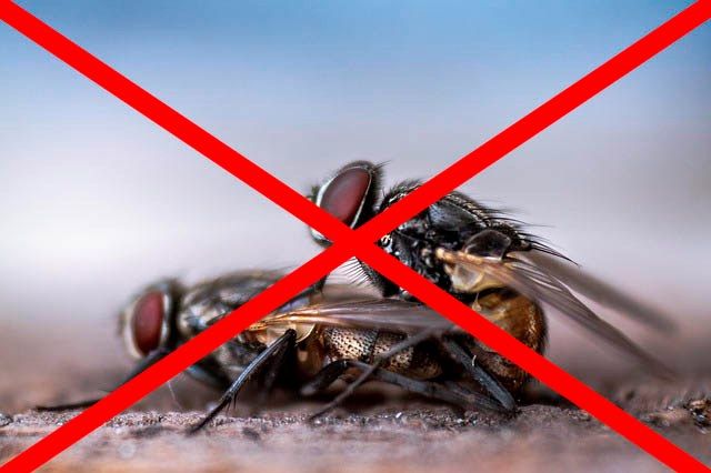 Профессиональное уничтожение мух в Пензе с гарантией