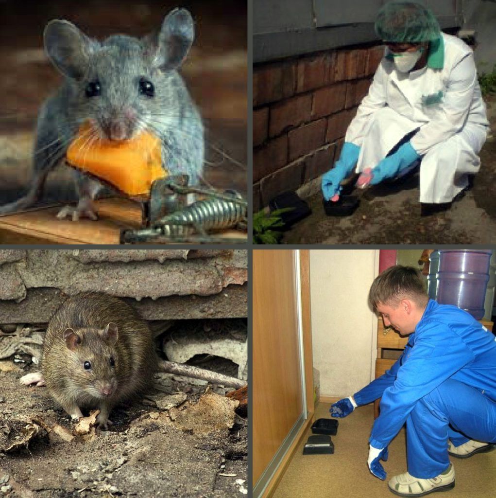 Дезинфекция от грызунов, крыс и мышей в Пензе