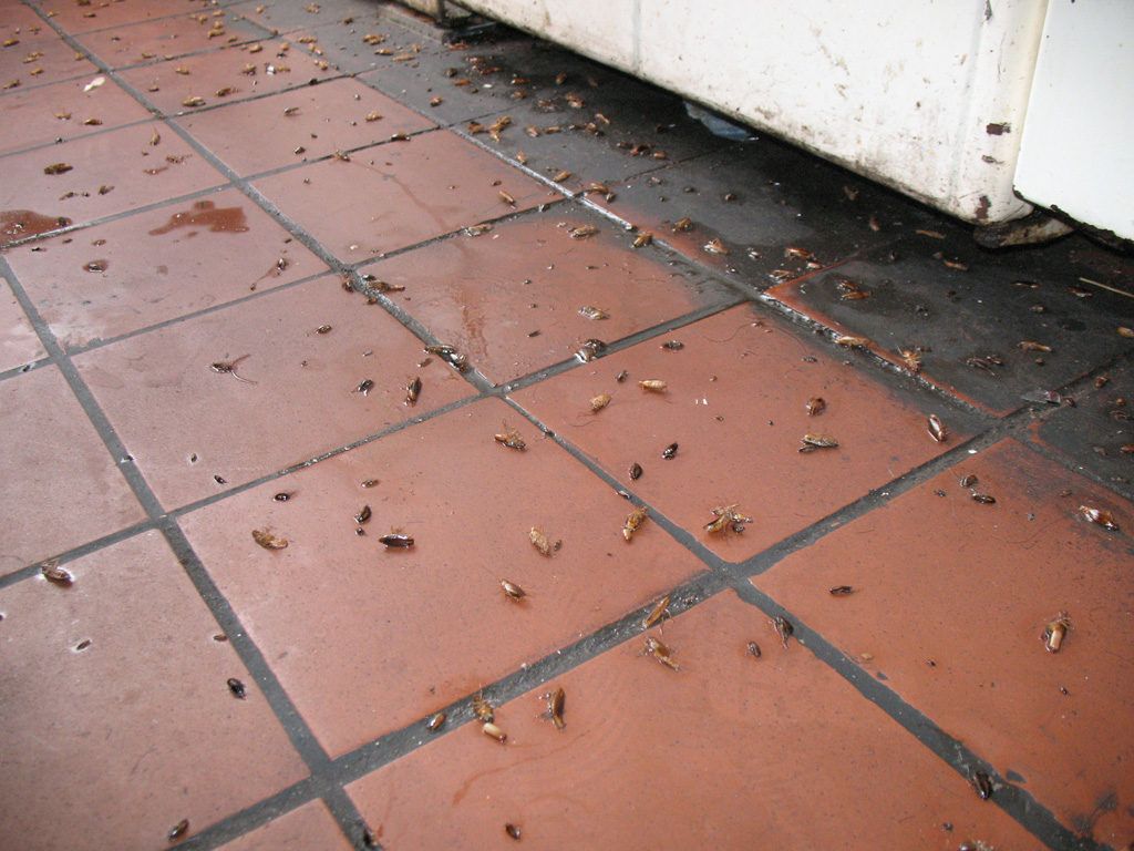 Уничтожение тараканов в квартире в Пензе 