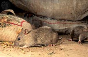 Дератизация от грызунов от крыс и мышей в Пензе