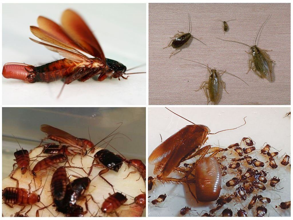 Уничтожение тараканов в квартире в Пензе 