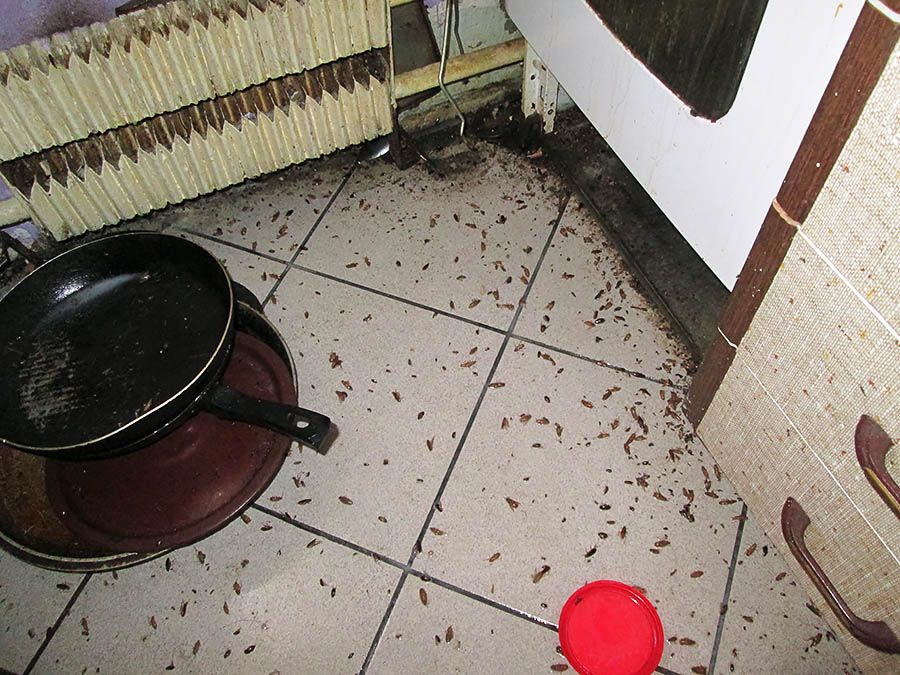 Санэпидемстанция от тараканов в Пензе, вызвать, цены